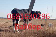 Продам  ВРХ телицю, КРС телку,  515кг.