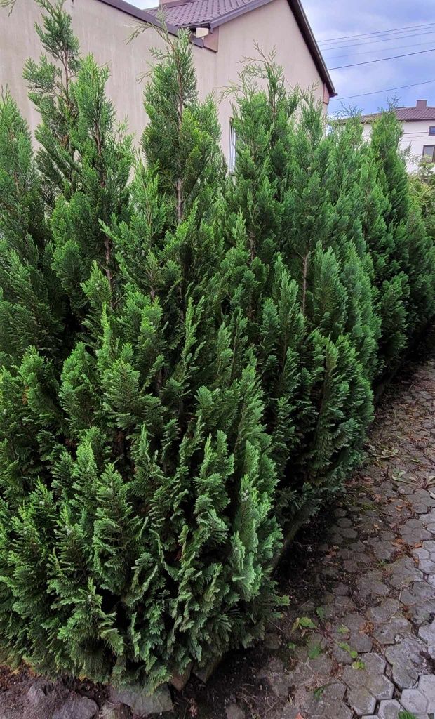 Thuja szmaragd i inne 200cm