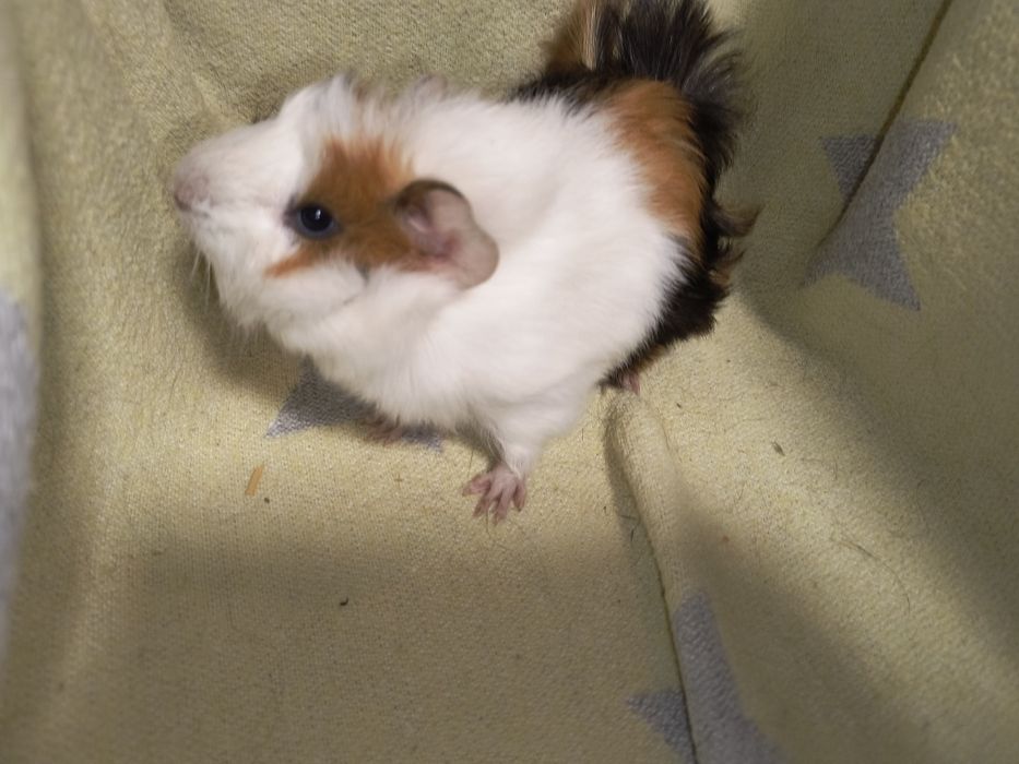 Чарівний веселий хлопчик. Морська свинка.