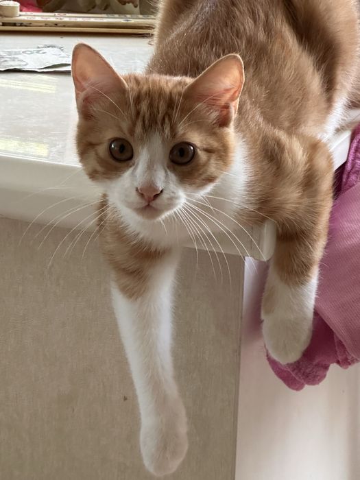 Кошенята шукають сімʼю