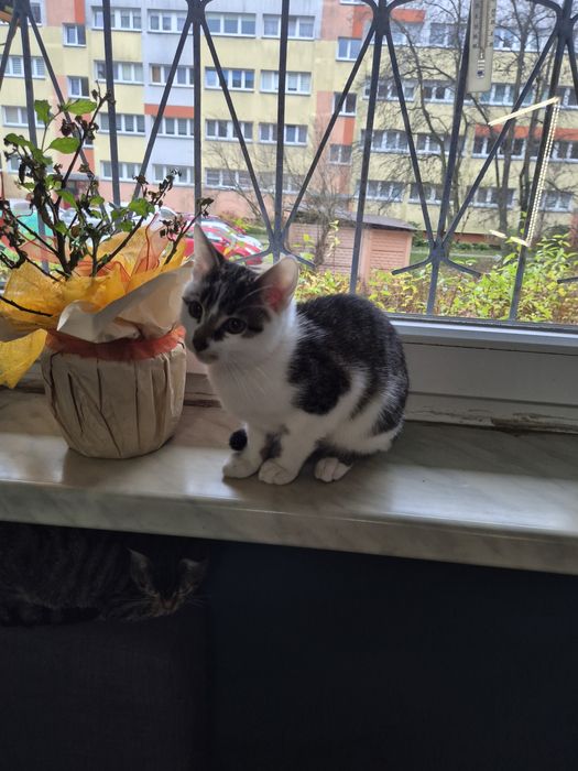 Oddam dwa koty i jedną kotke