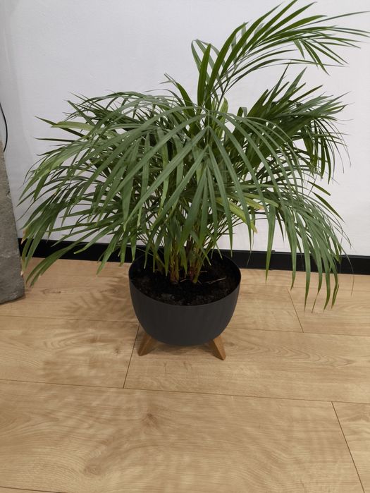 Palma areca z doniczka