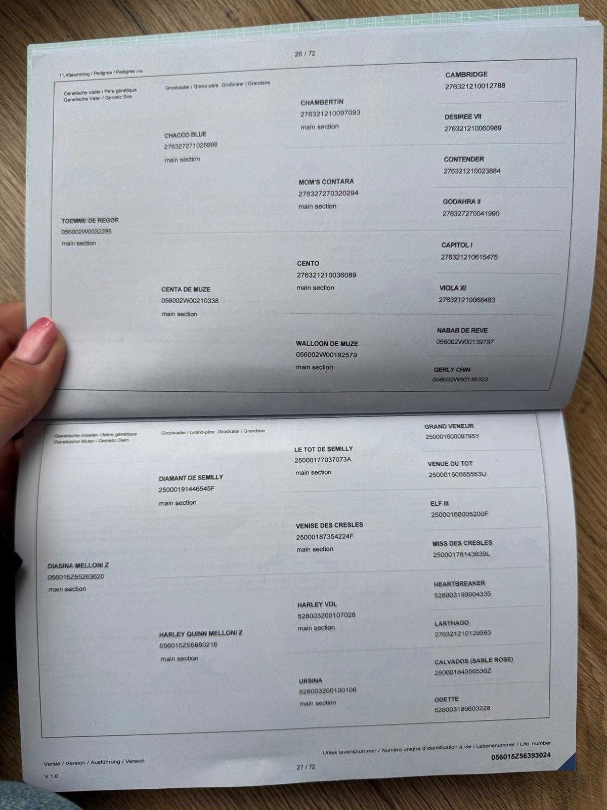 Koń Klacz Zangersheide po TOEMME DE REGOR
