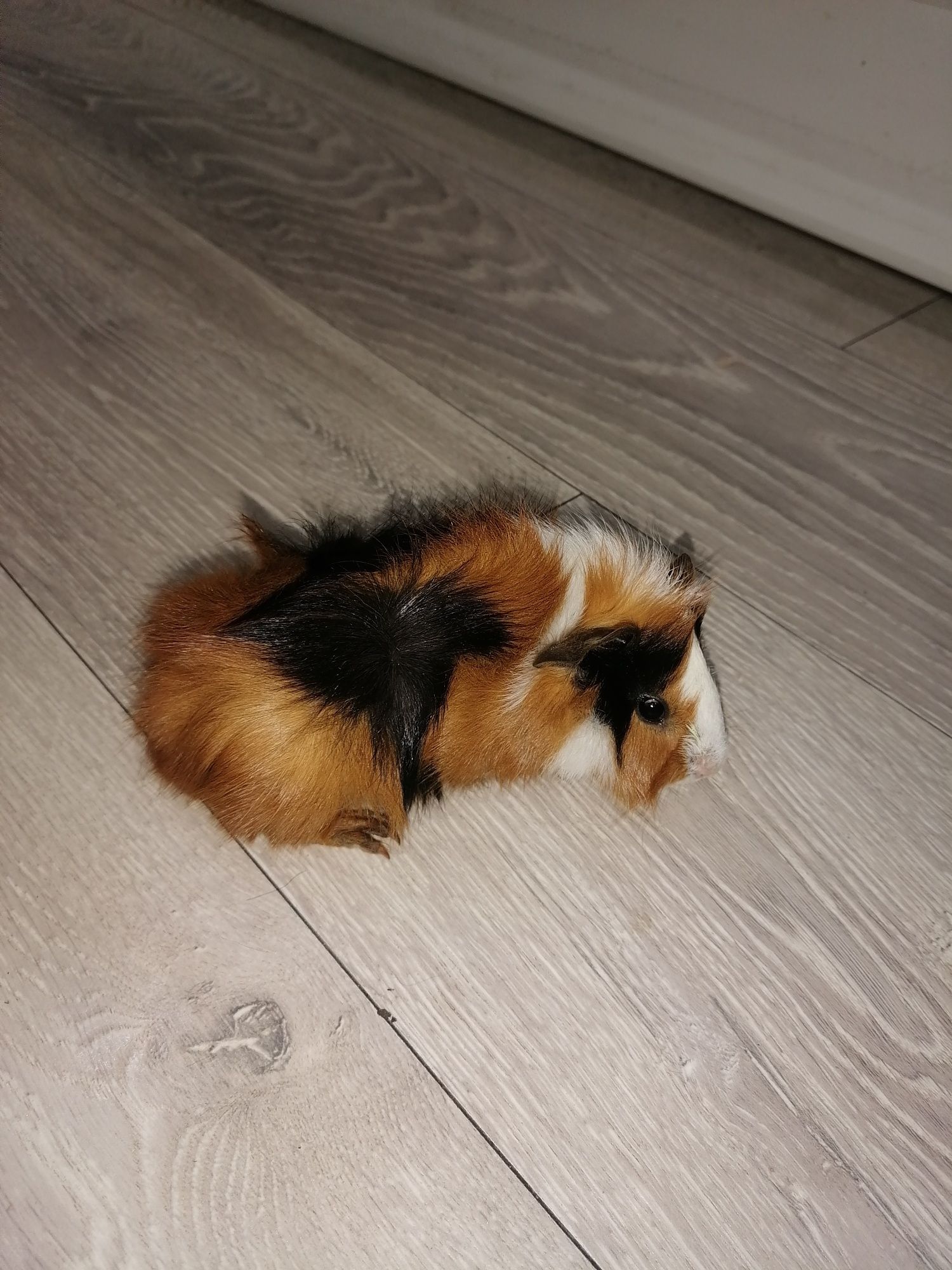 Świnki morskie oswojone