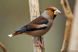 Aves  de Fauna anilhadas2024/2025
