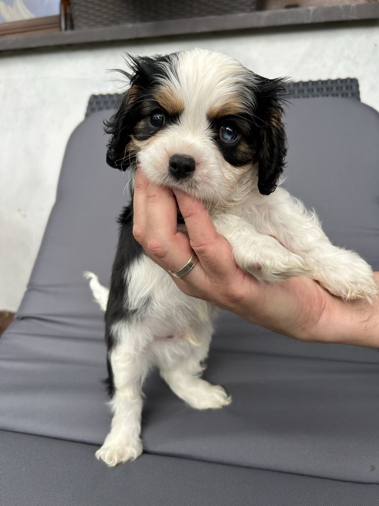 Cavalier king charles spaniel na kolana