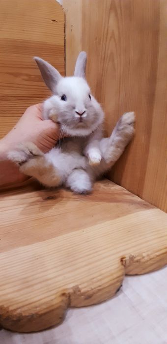 Карликовые миниатюрные декорат.торчеухие и вислоухие  мини кролики