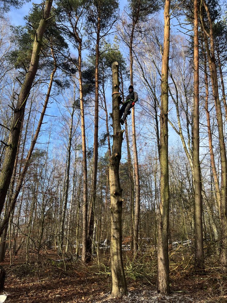 Arborystyka Usuwanie drzew metoda alpinistyczną Wycinka drzew sekcyjna
