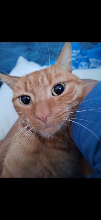 Zaginął rudy kot Gato – Łódź, ul. Liściasta