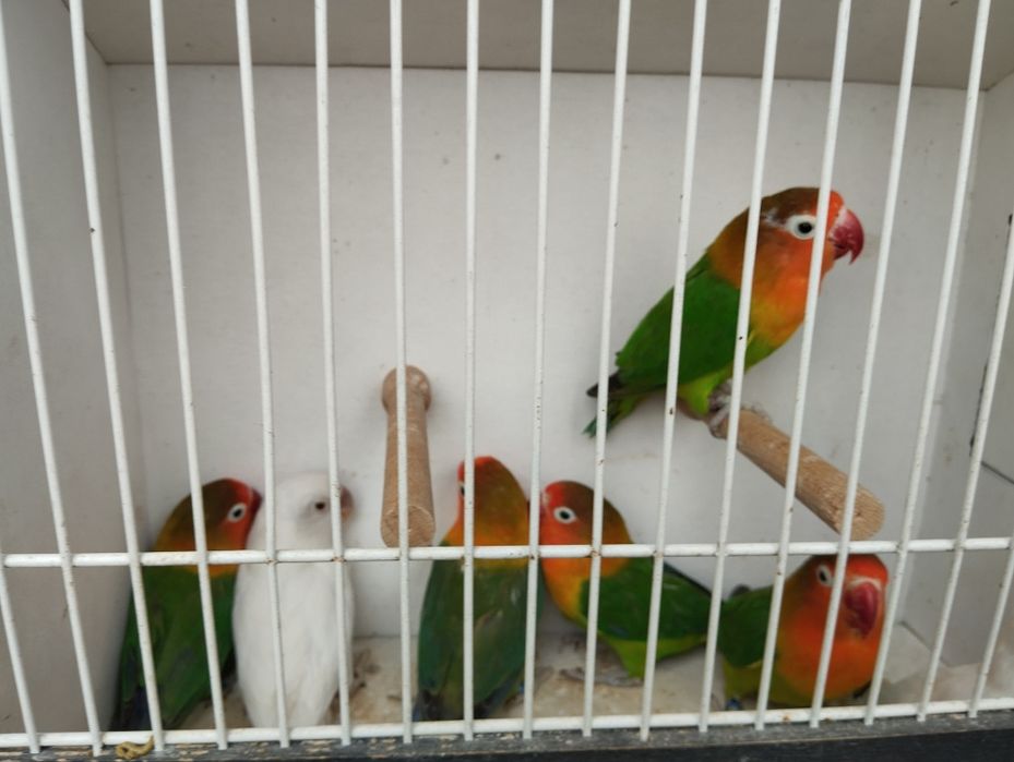 Nierozłączki czerwonoczelne