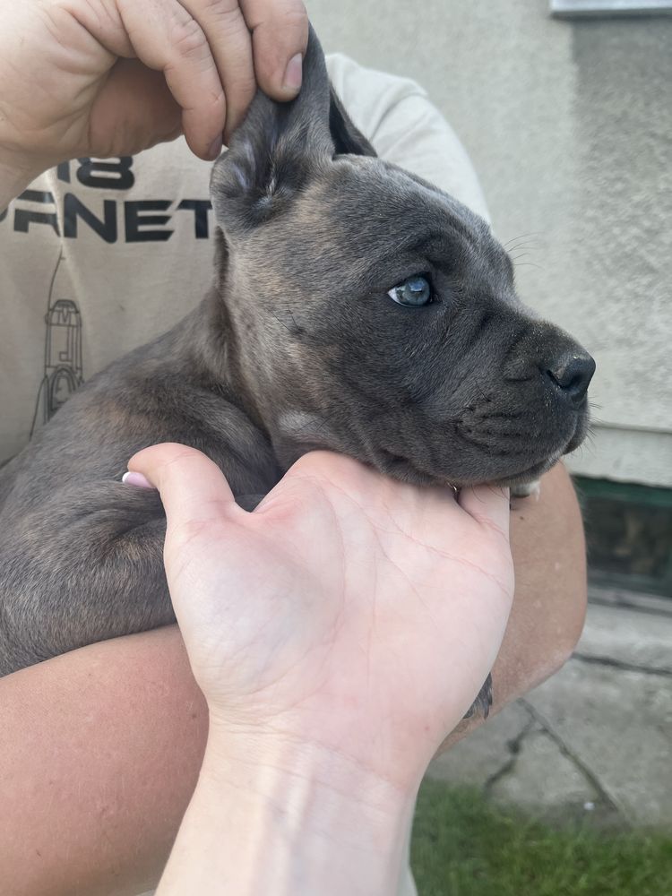 Cane Corso suczka