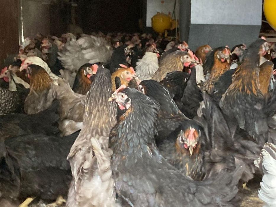Kury Nioski Leghorn z jajkiem. Wysyłka od 10 sztuk!