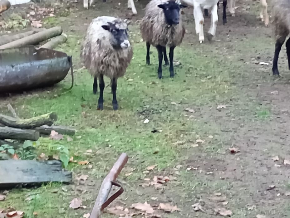 Baranki wrzosówki młode