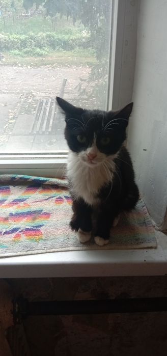 Котенок девочка бесплатно. Кошечка даром. Котята. Кошка.