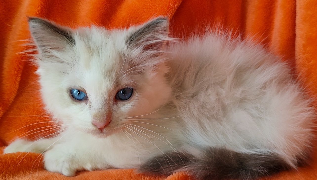 Niesbieski kocurek ragdoll z rodowodem FPL po IC