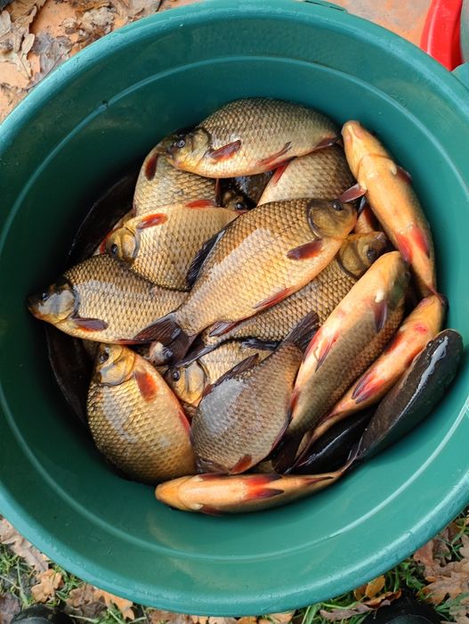 Leszcz 30 cm . Sandacz , Miętus , Szczupak .