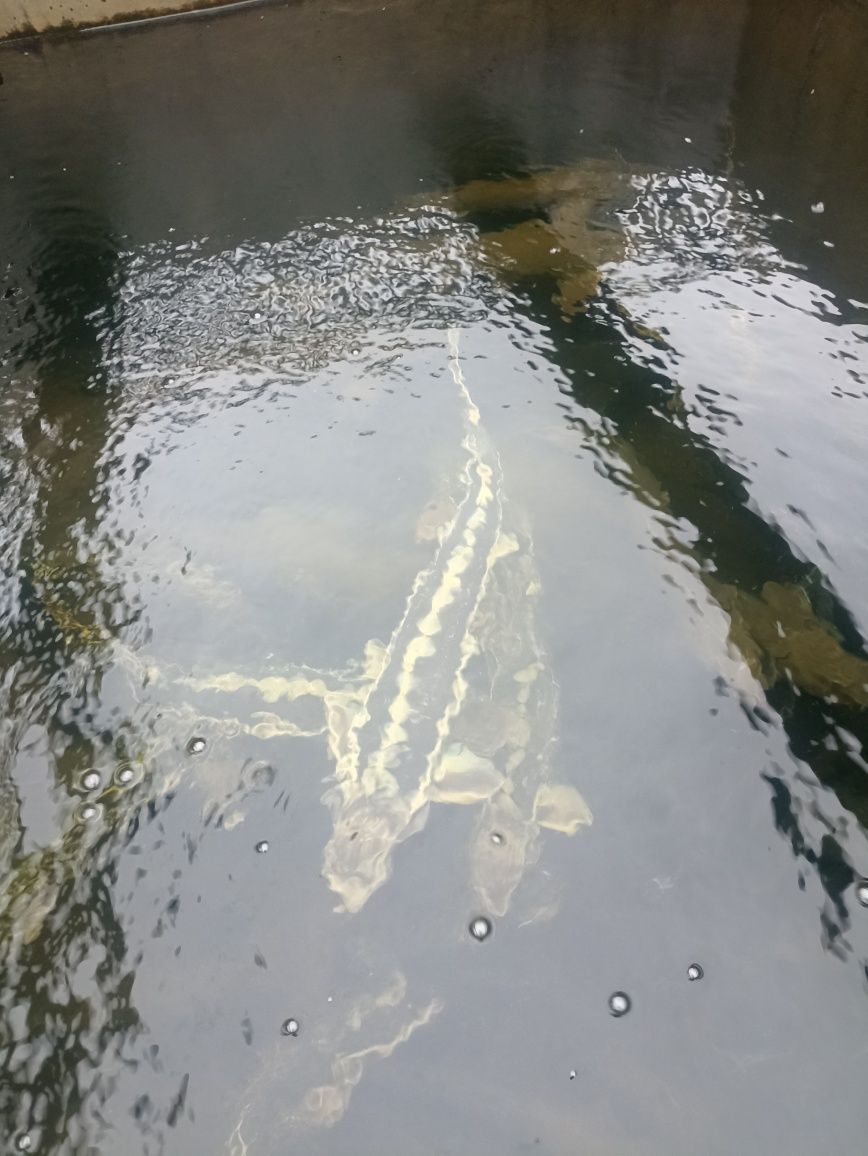 Jesiotr,Karp ,Amur i inne