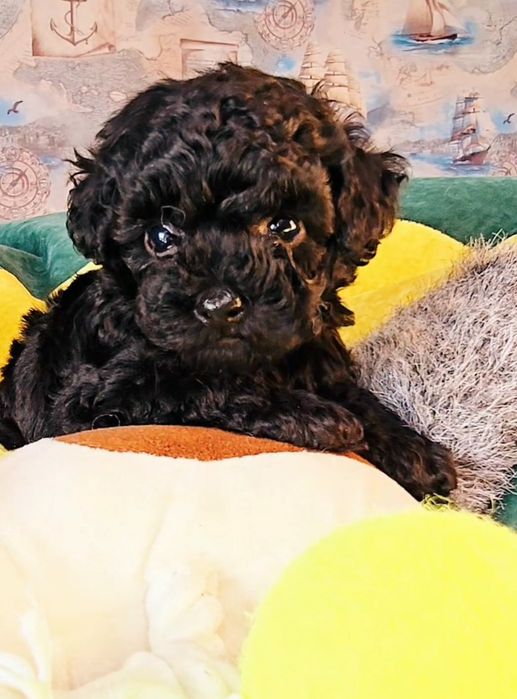 Той Пудель міні хлопчик цуценя доставка