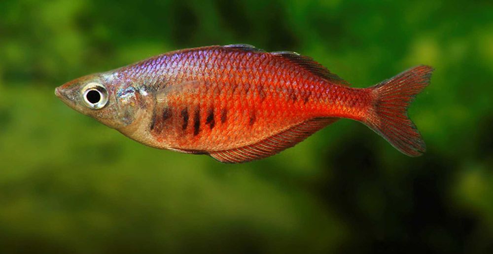 Tęczanka sentani - Chilatherina sentaniensis - dowozimy, wysyłamy