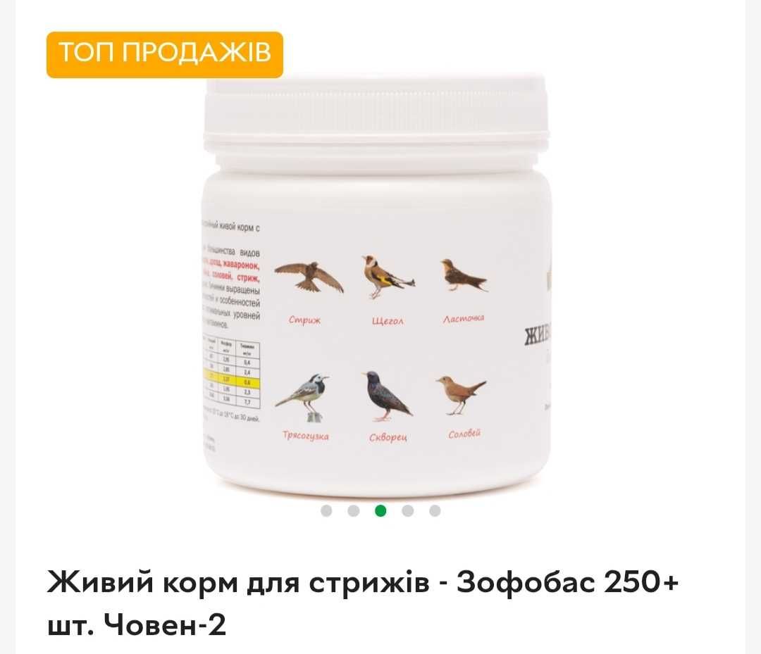 Живий корм для птахів та ящірок - личинки зофобасу (зоофобуса)