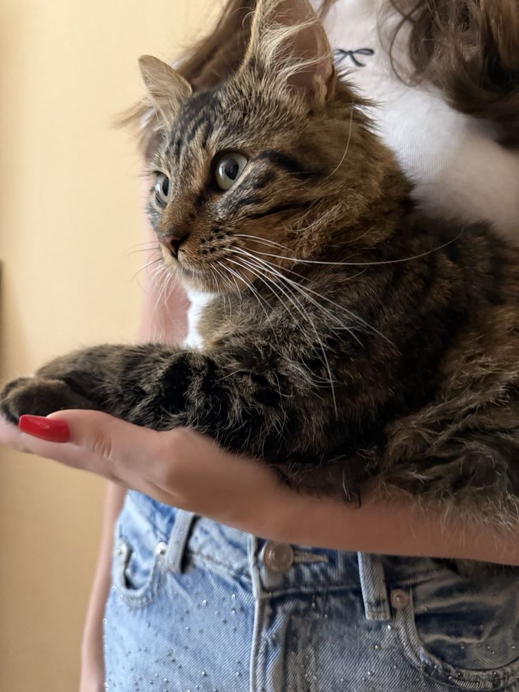 Віддам котика в добрі руки