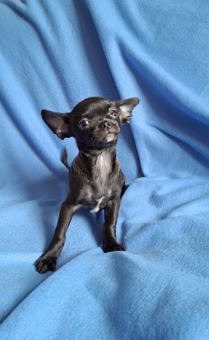 Słodziak piesek Chihuahua