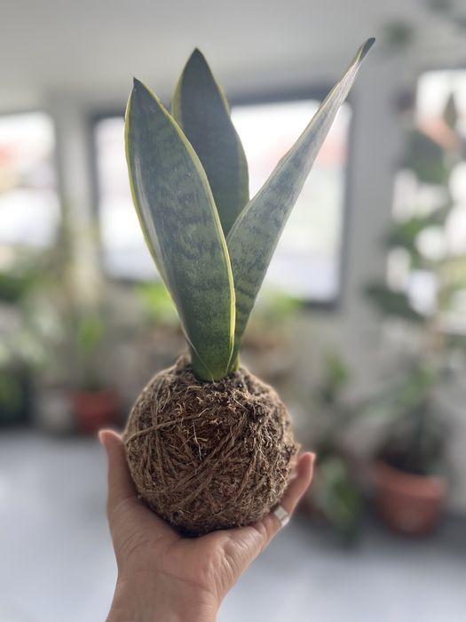 Kokedamas únicos e originais