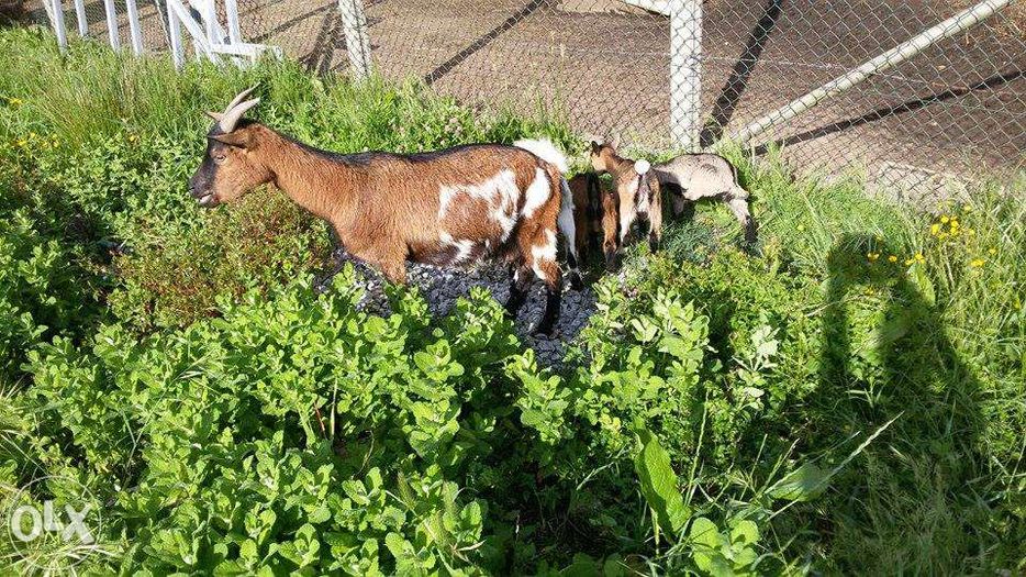 Cabras e cabritos anãs