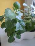 Oregano kubańskie mięta meksykanska