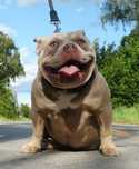 Suczka   american Bully pocket