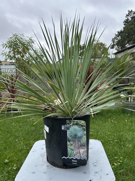 Juka Rostrata - egzotyczna roślina mrozoodporna