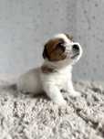 Jack Russell Terrier- szorstka, biało- brązowa „dziewczynka" FCI