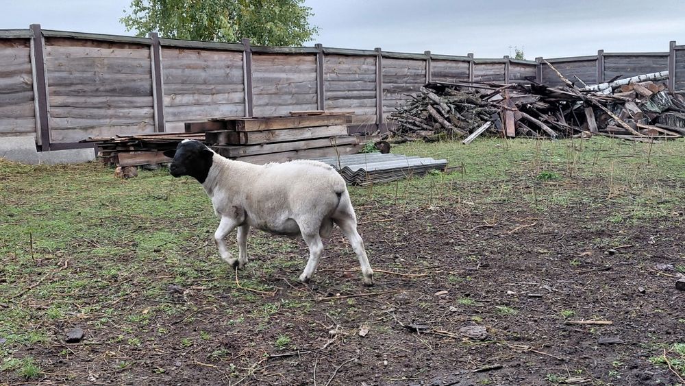Дорпер баранчик.продам или обмен.