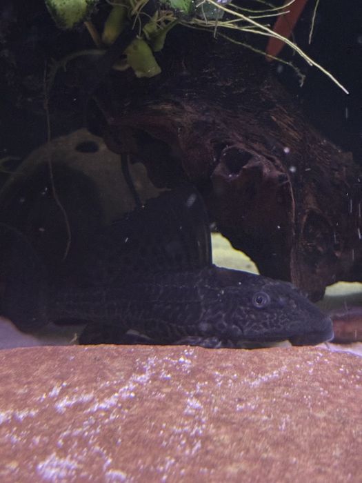 Glonojady plekostomusy 4 sztuki