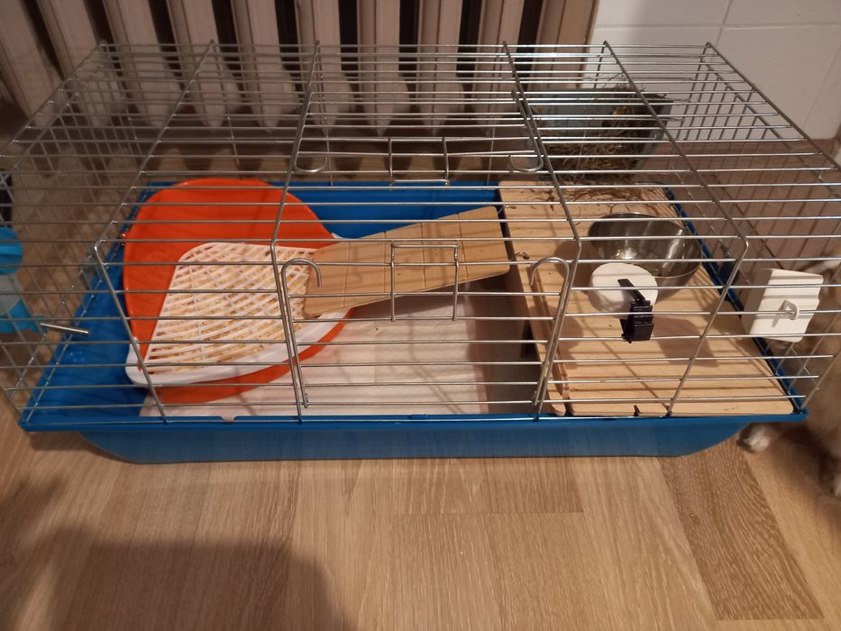 Królik miniaturka + klatka + jedzenie