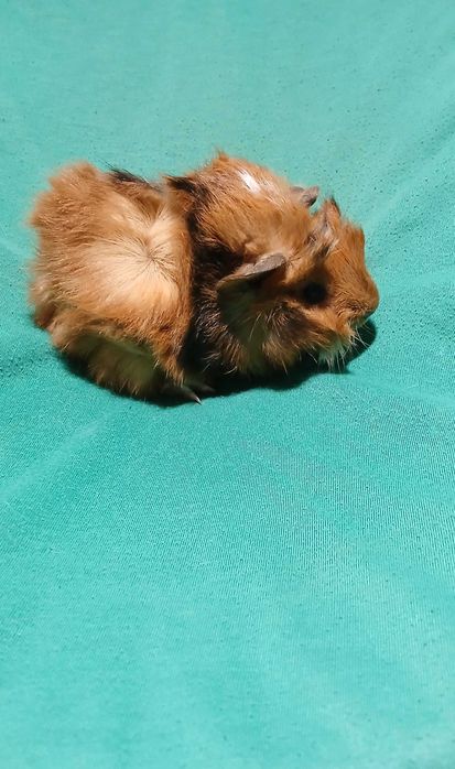 Морська свинка ,розетка.