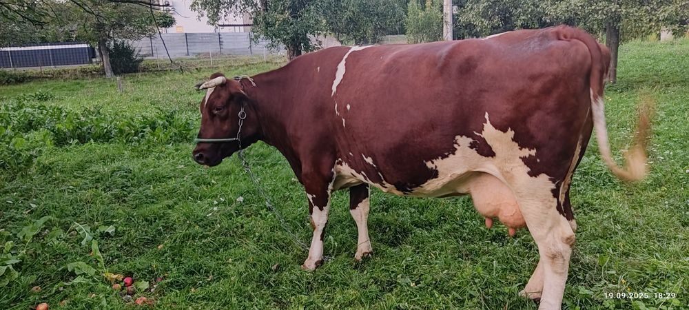 Krowa cielna 5 letnia Rzeszów