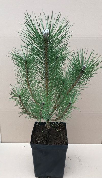 Sosna czarna . Piękne ukorzenione sadzonki.