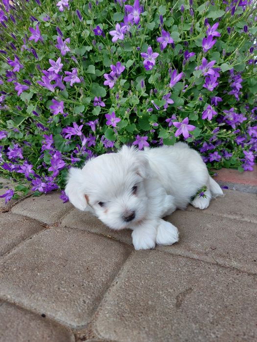 Maltańczyk z rodowodem piesek