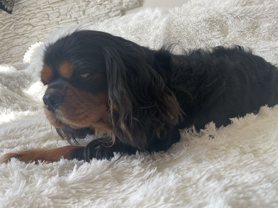 Cavalier King Charles Spaniel pies
