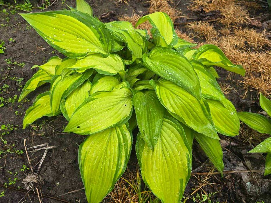 Хоста великого розміру