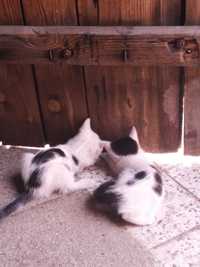 Dwumiesięczne kotki (chłopaki) szukają domów.