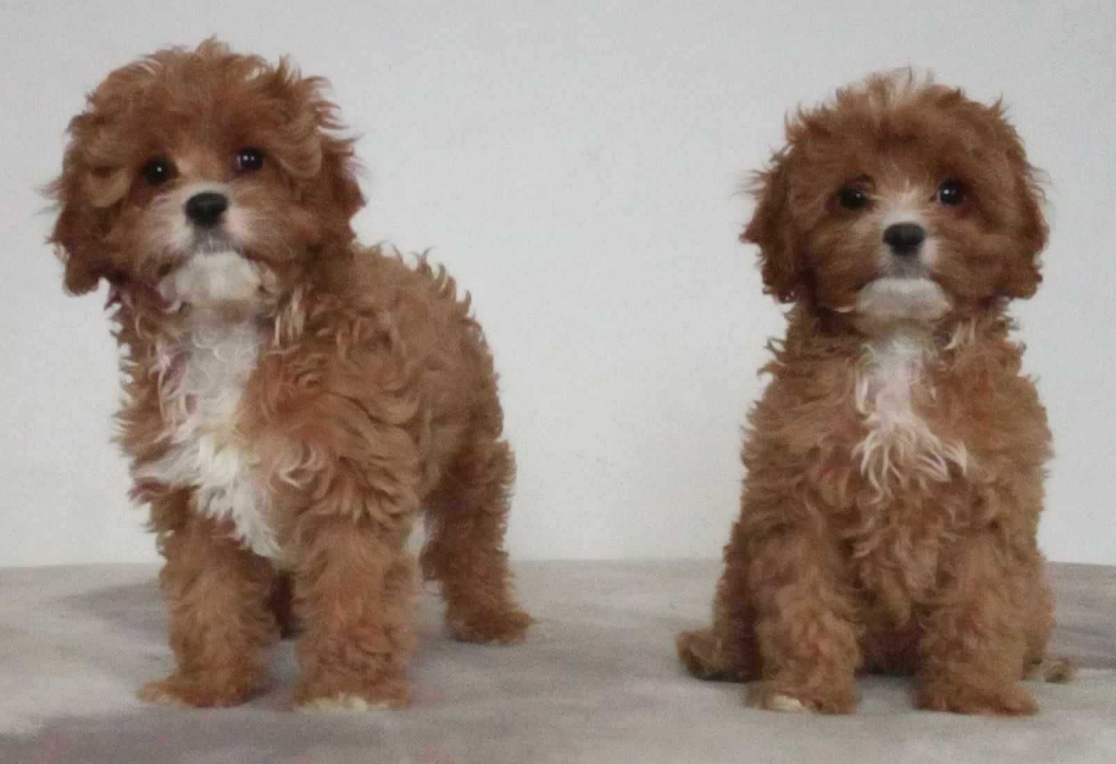 suczka cavapoo red f1 cavalier x pudel 15 tyg gotowa do odbioru