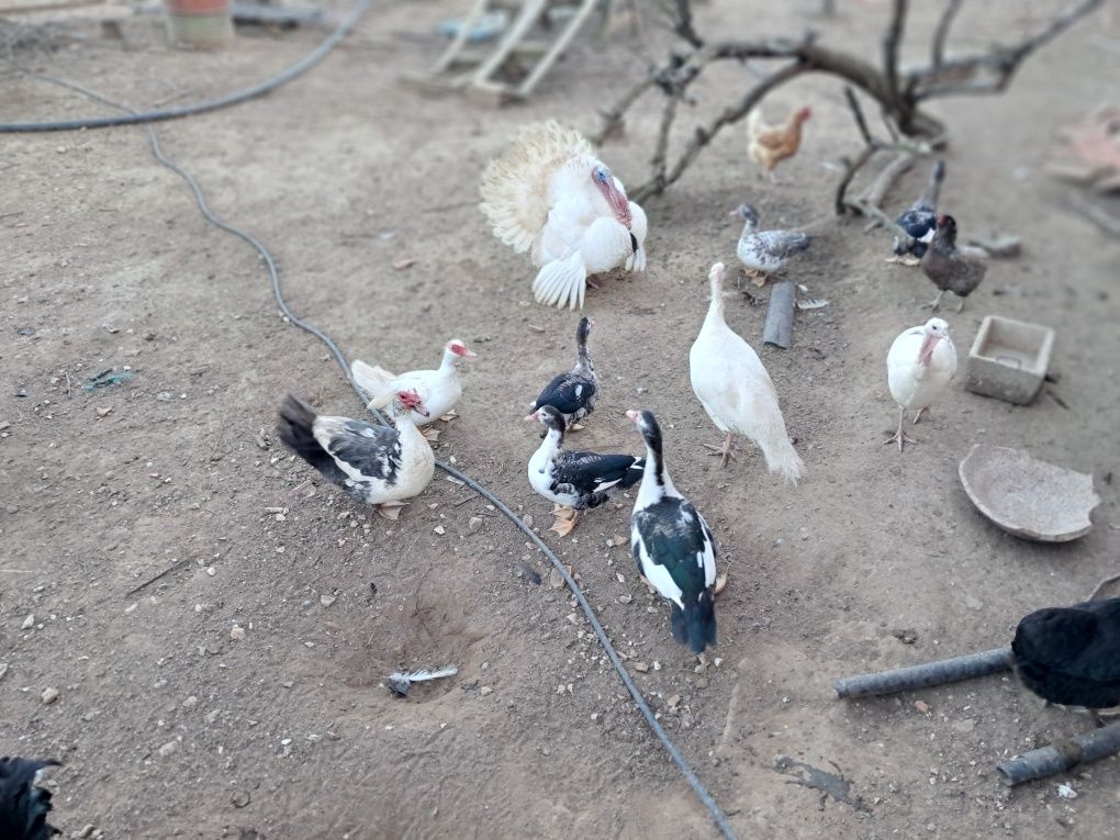 Patos mudos criados ao ar livre