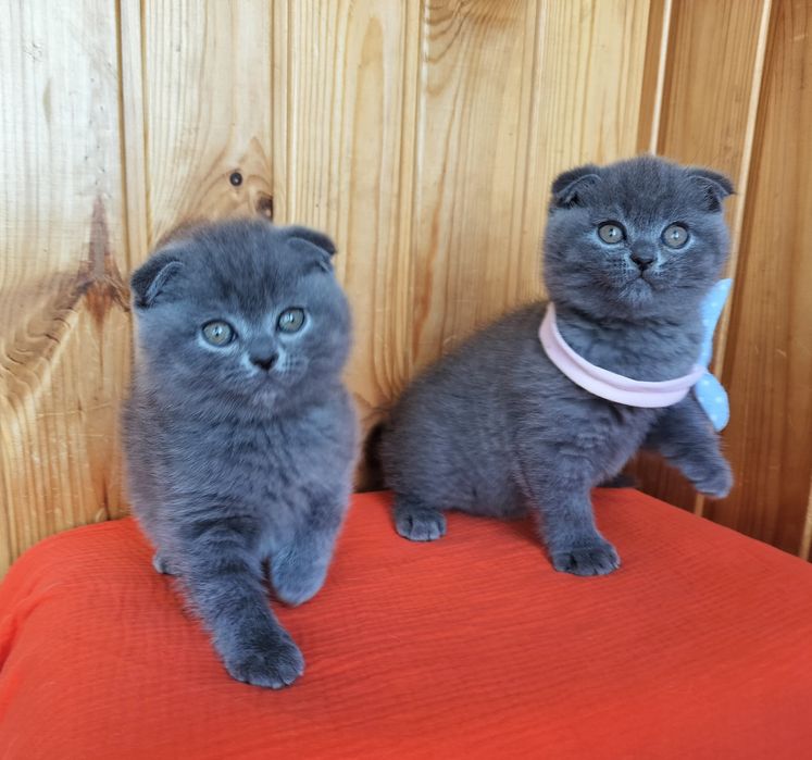 Висловухі сестрички та братики