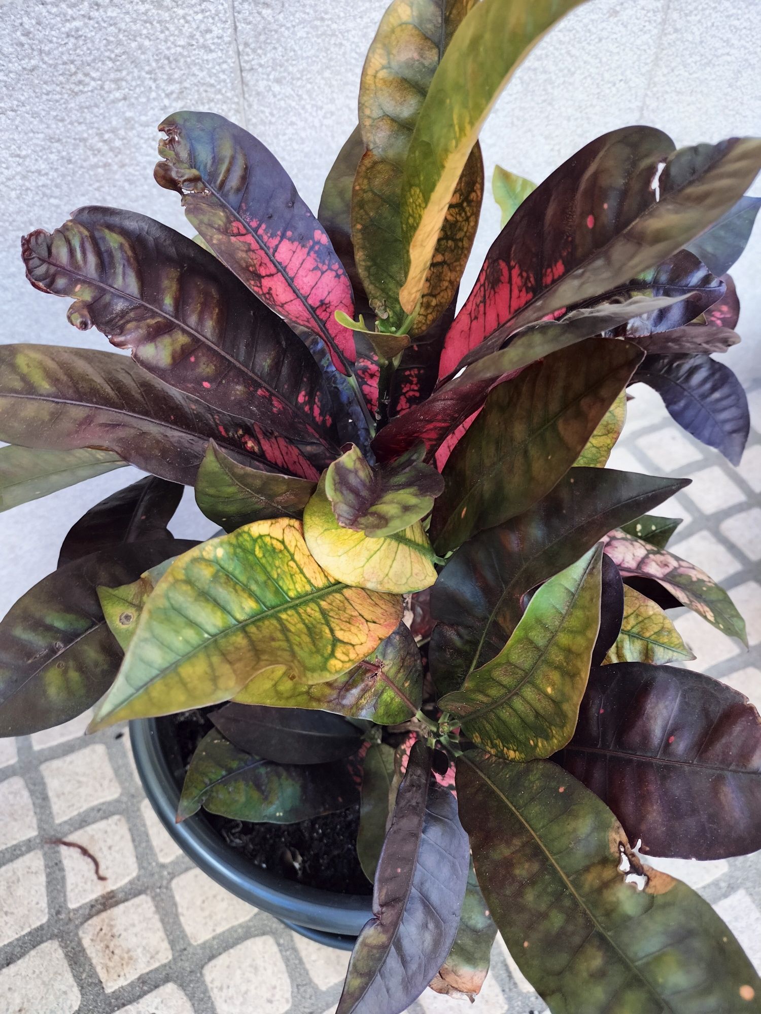 Esta planta tem folhas muito bonitas