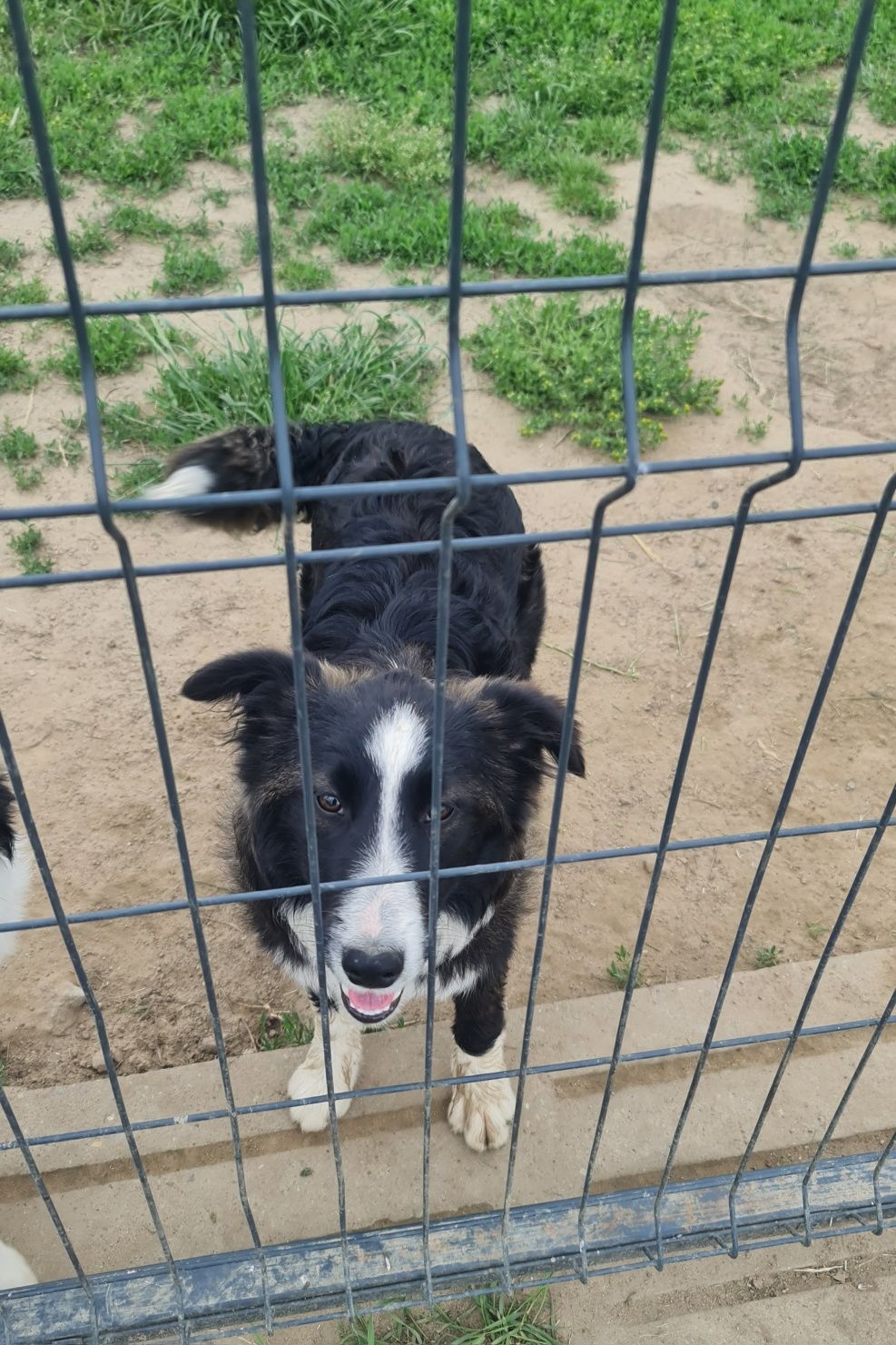 Border Collie suczka Seal