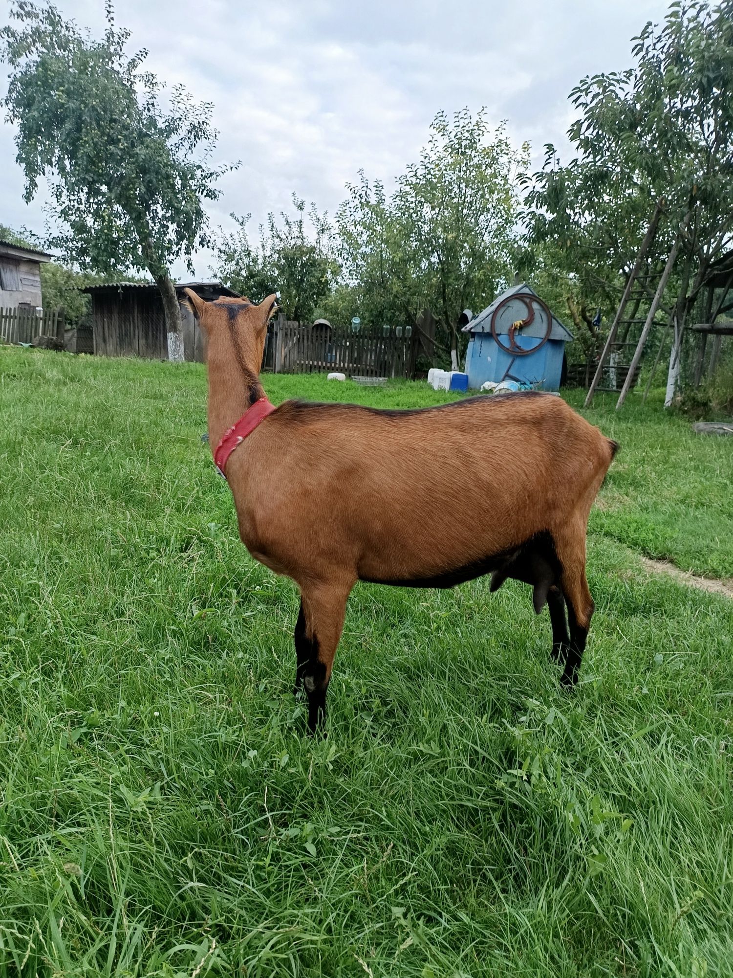 Продам Дійні кози