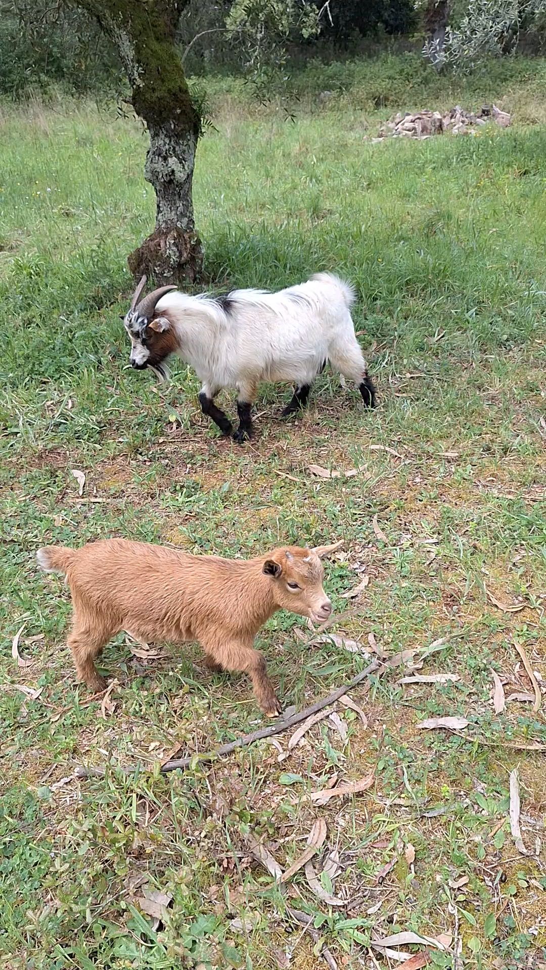 Chibo cabra  anão