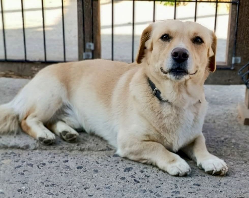 Alwin gorąco poleca się do adopcji:)